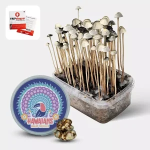 Kit de Cultivo Setas Aloha Hawaii