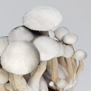 Kit de Cultivo Setas Moby Dick