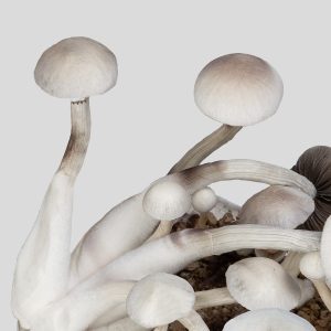 Kit de Cultivo Setas Treasure Coast Albino